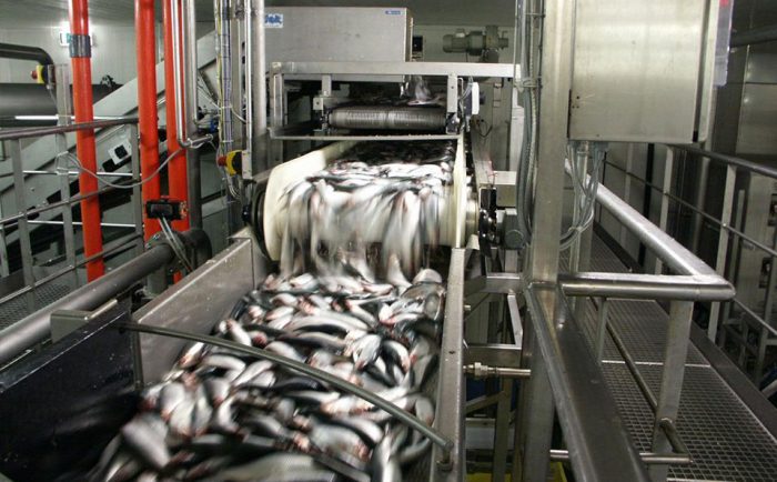 Utility Grade Fish Fish and aquaculture - Durable solutions for weighing of fish and aquafeed